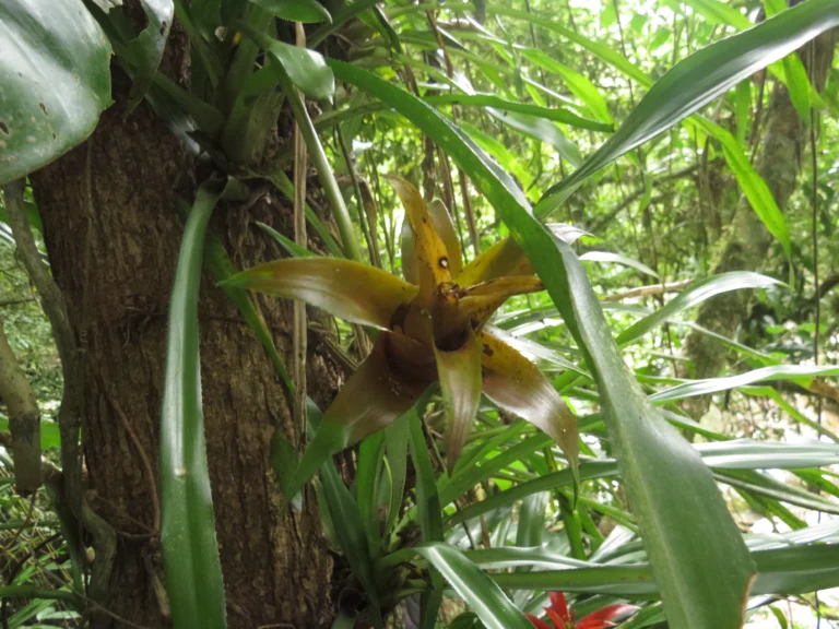 Canistropsis billbergioides (11)
