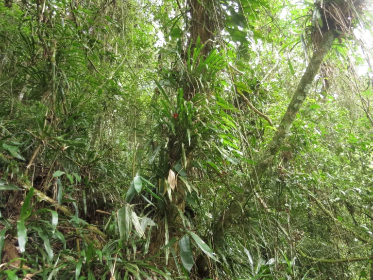 Canistropsis billbergioides (8)