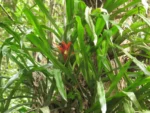 Canistropsis billbergioides (9)