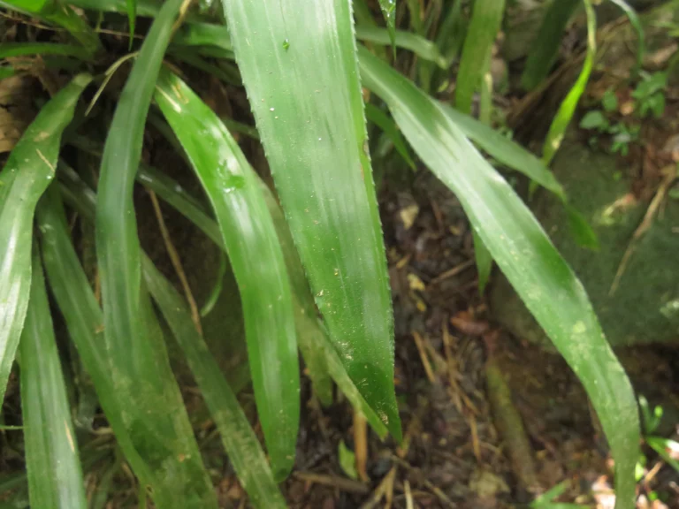 Canistropsis billbergioides (6)
