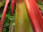 bromelia antiacantha (12)