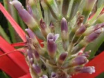 bromelia antiacantha (8)