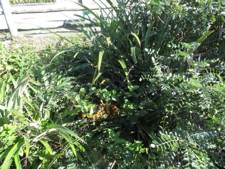 bromelia antiacantha (4)