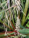 bromelia antiacantha (3)