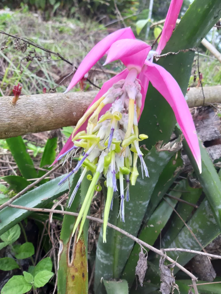 Billbergia zebrina (10)