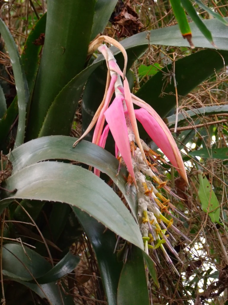 Billbergia zebrina (8)