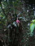 Billbergia zebrina (5)