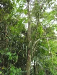 Billbergia zebrina (3)