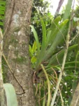 Billbergia zebrina (2)