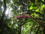 Billbergia nutans (13)