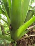 Billbergia nutans (10)