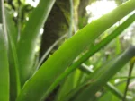 Billbergia nutans (11)