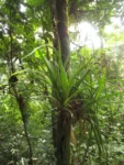 Billbergia nutans (3)