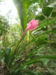 Billbergia distachya (43)