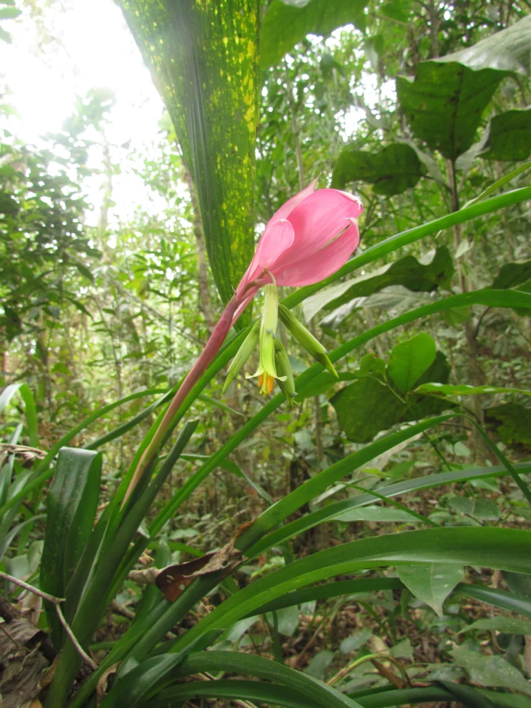 Billbergia distachya (43)