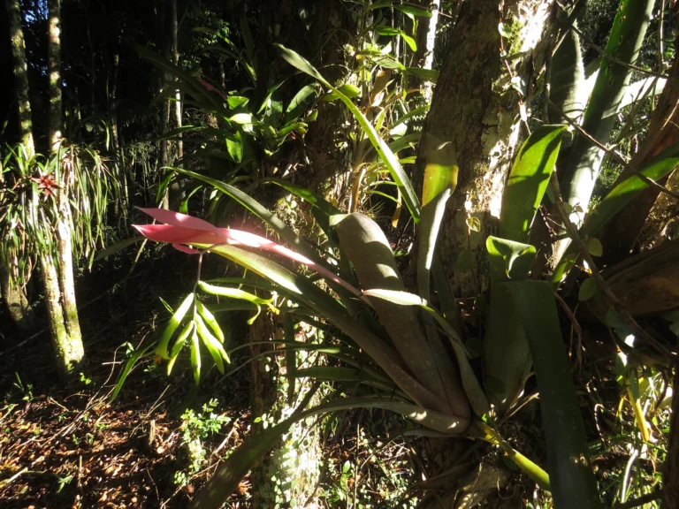 Billbergia distachya (39)