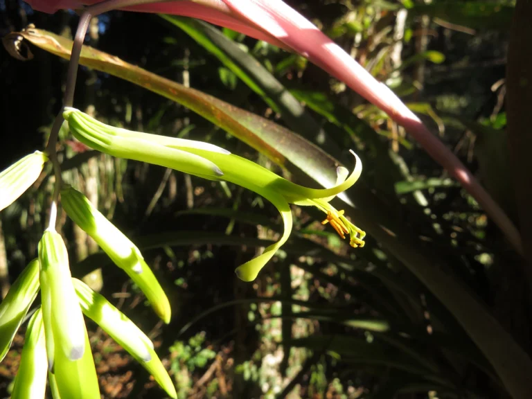 Billbergia distachya (40)