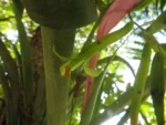 Billbergia distachya (34)