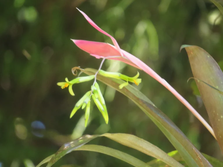 Billbergia distachya (25)