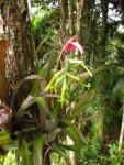 Billbergia distachya (16)