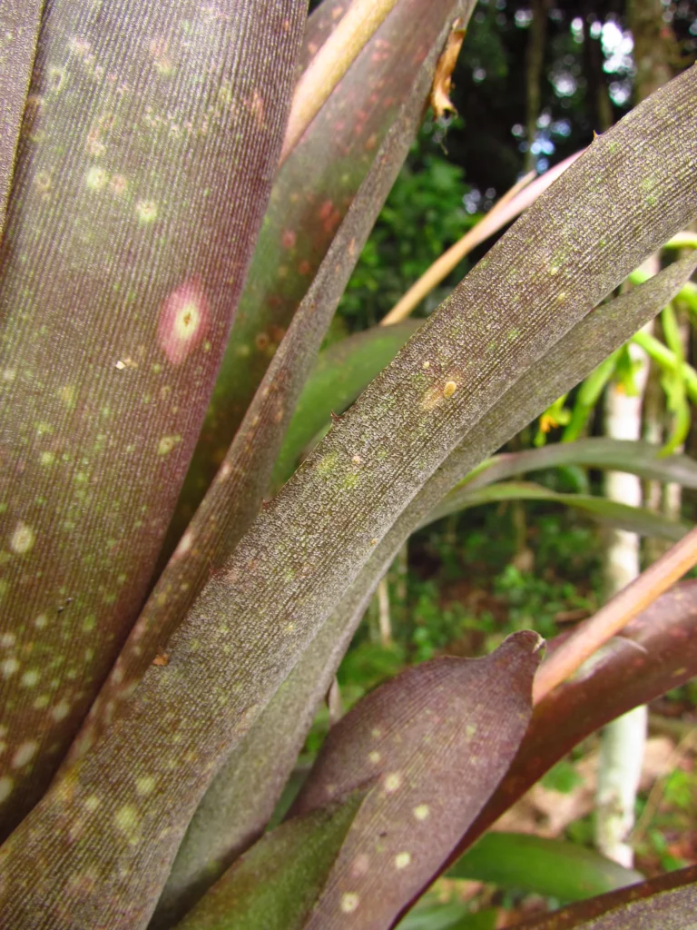 Billbergia distachya (14)