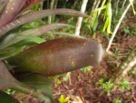 Billbergia distachya (12)