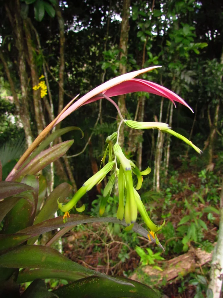 Billbergia distachya (8)