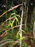 Billbergia distachya (5)