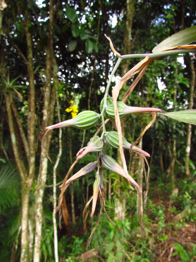 Billbergia distachya (3)