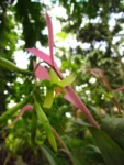 Billbergia distachya (1)