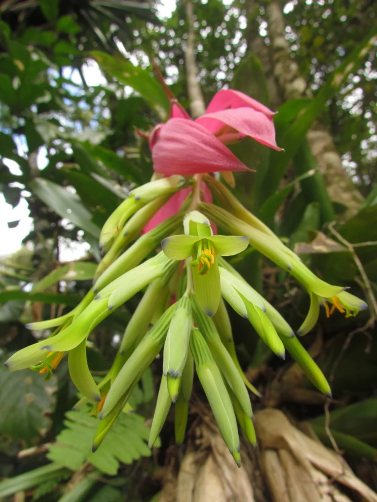 Billbergia amoena (47)