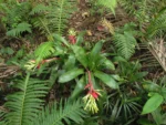 Billbergia amoena (44)