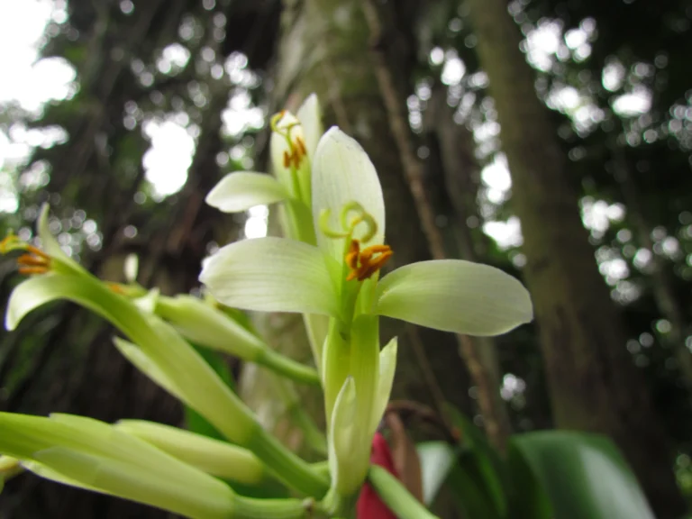 Billbergia amoena (38)