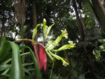 Billbergia amoena (36)