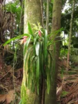Billbergia amoena (35)