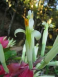 Billbergia amoena (29)
