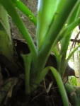 Billbergia amoena (25)