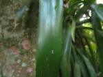 Billbergia amoena (26)