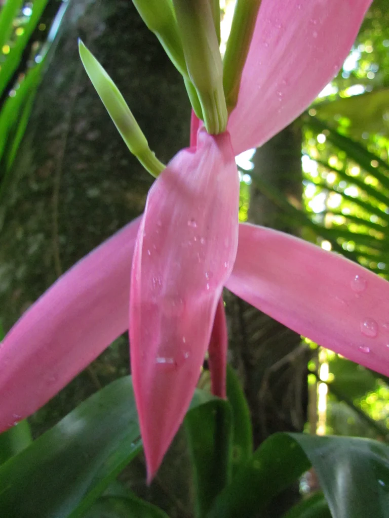 Billbergia amoena (23)