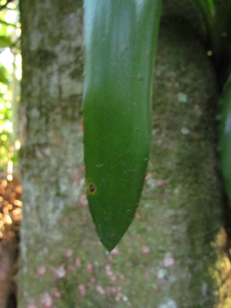 Billbergia amoena (14)