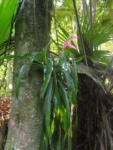 Billbergia amoena (11)
