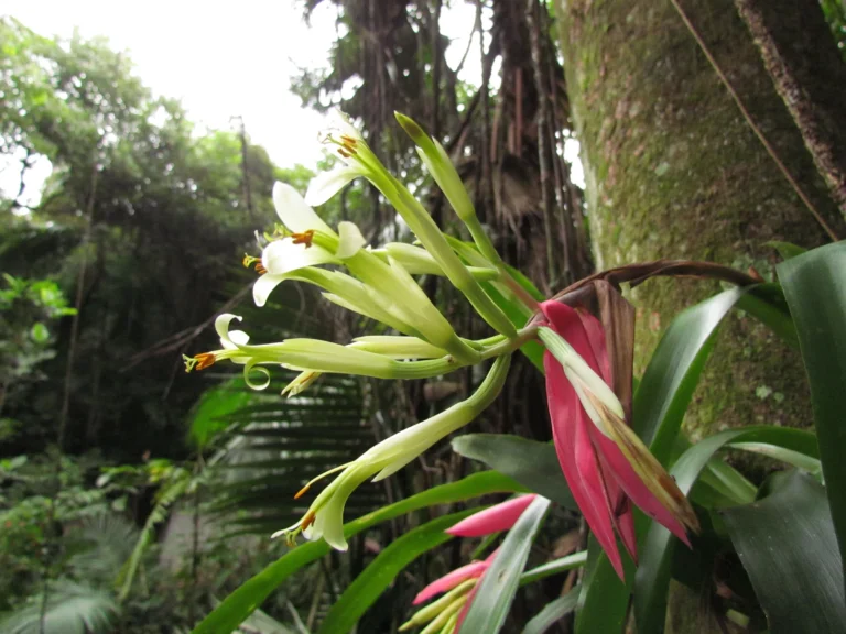 Billbergia amoena (8)