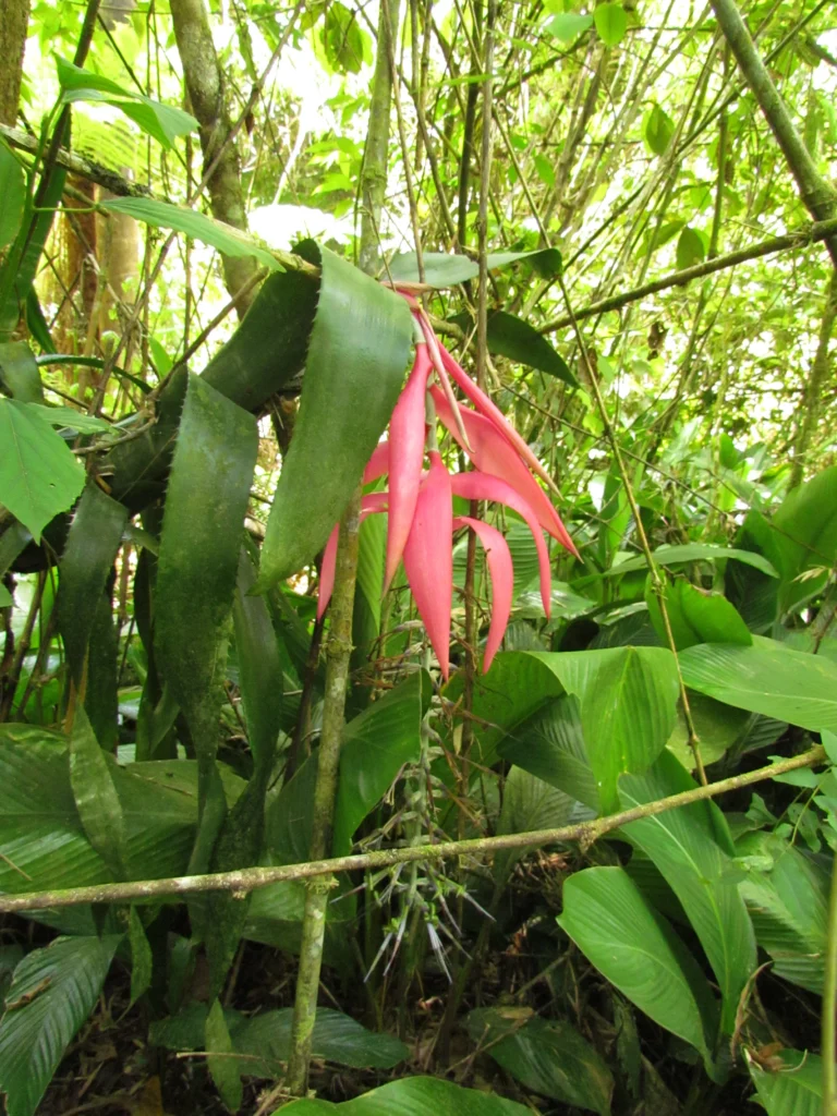 Billbergia afonsi-joannis (17)