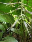 Billbergia afonsi-joannis (14)