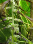 Billbergia afonsi-joannis (15)