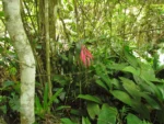 Billbergia afonsi-joannis (13)
