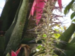 Billbergia afonsi-joannis (10)