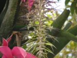 Billbergia afonsi-joannis (11)