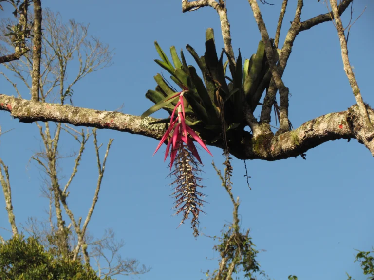 Billbergia afonsi-joannis (7)