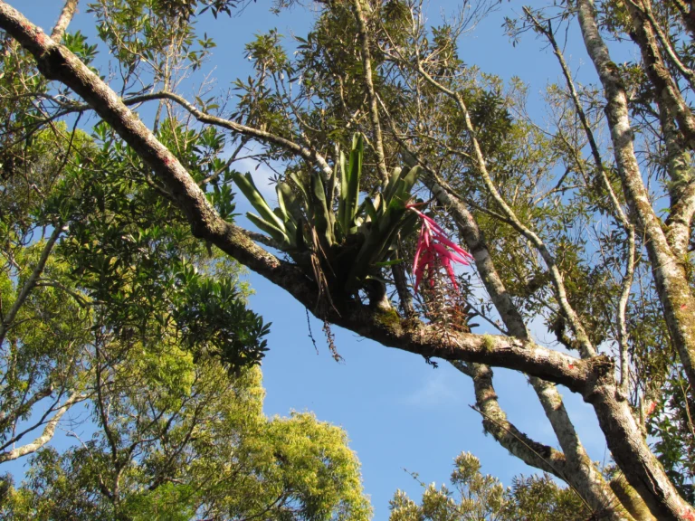 Billbergia afonsi-joannis (1)